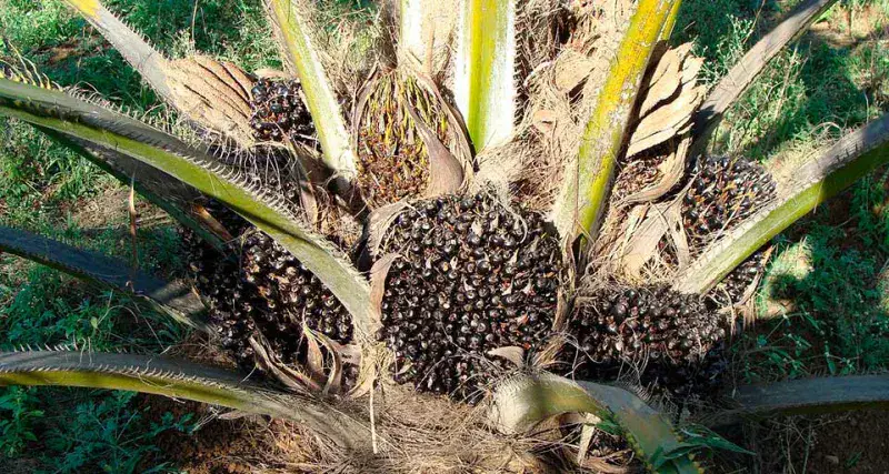 Fevepalma presentó ante la AN anteproyecto de Ley de la Palma Aceitera