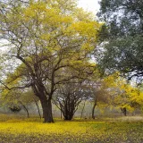 La Pauta Cultural: Realizan primera rodada hasta el Jardín Botánico