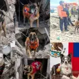 Más de 100 perros rescatistas refuerzan la búsqueda tras el sismo del 24 de junio en Venezuela