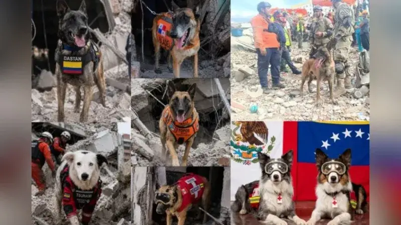 Más de 100 perros rescatistas refuerzan la búsqueda tras el sismo del 24 de junio en Venezuela