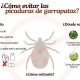 Enfermeras advierten sobre el aumento de picaduras de garrapatas