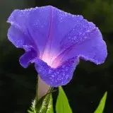 File:Morning-glory-C6295b.jpg