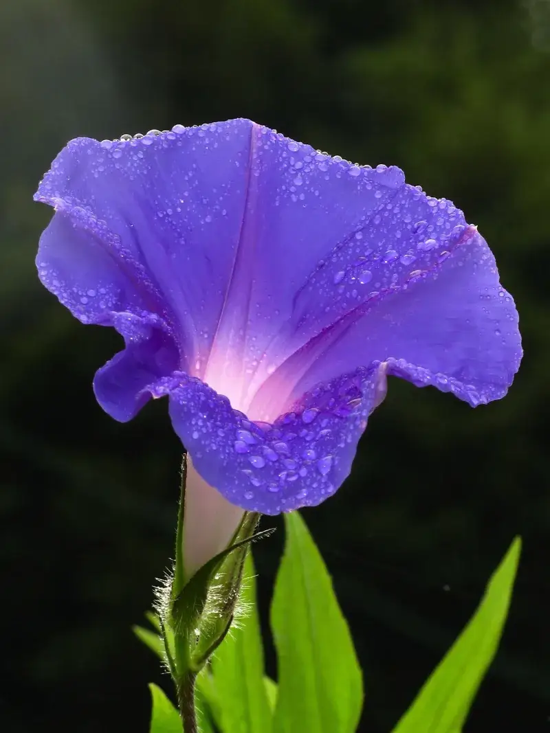 File:Morning-glory-C6295b.jpg