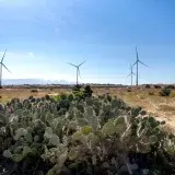 Thorny succulent plants growing on land against wind generators and electric towers under blue sky in sunlight