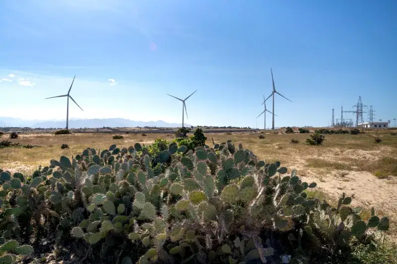 Thorny succulent plants growing on land against wind generators and electric towers under blue sky in sunlight