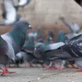 
				Los 10 animales más inteligentes del mundo | La magia del mundo animal			
