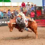 Exciting bull riding moment with a cowboy in action amidst cheering rodeo audience.