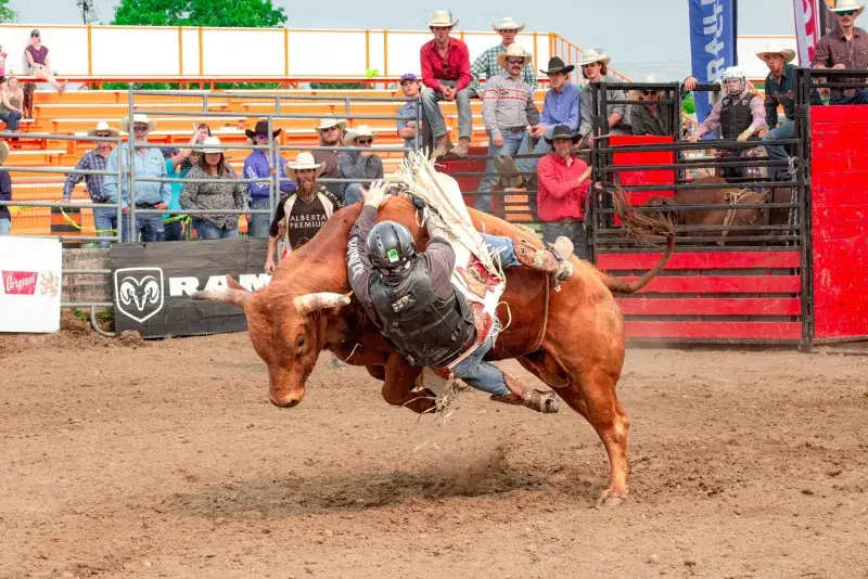 Exciting bull riding moment with a cowboy in action amidst cheering rodeo audience.
