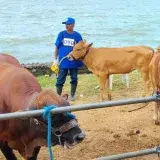 Criollo limonero: una raza en riesgo y con 10 litros diarios