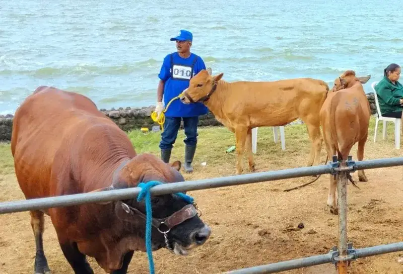 Criollo limonero: una raza en riesgo y con 10 litros diarios