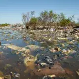 File:Contaminación del agua en laguna Setúbal - 2024 - Provincia de Santa Fe - Argentina - 27.jpg