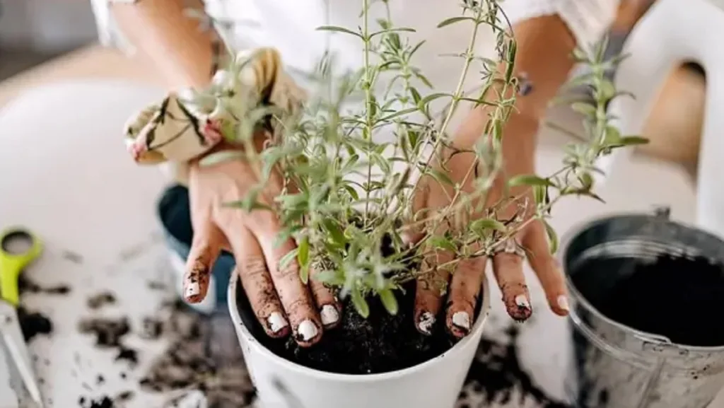 Los beneficios de ensuciarse las manos con tierra para la salud