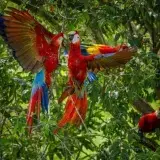 Científicos salvan crías de guacamayas rojas en la Amazonía peruana