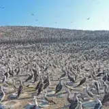 Perú investiga muertes de lobos marinos y avifauna afectada
