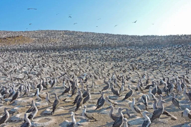 Perú investiga muertes de lobos marinos y avifauna afectada