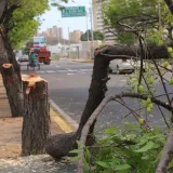 Calor en el Zulia se incrementa por baja arborización