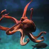 
			La historia perdida de la Antártida en el ADN del pulpo		