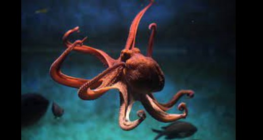 La historia perdida de la Antártida en el ADN del pulpo