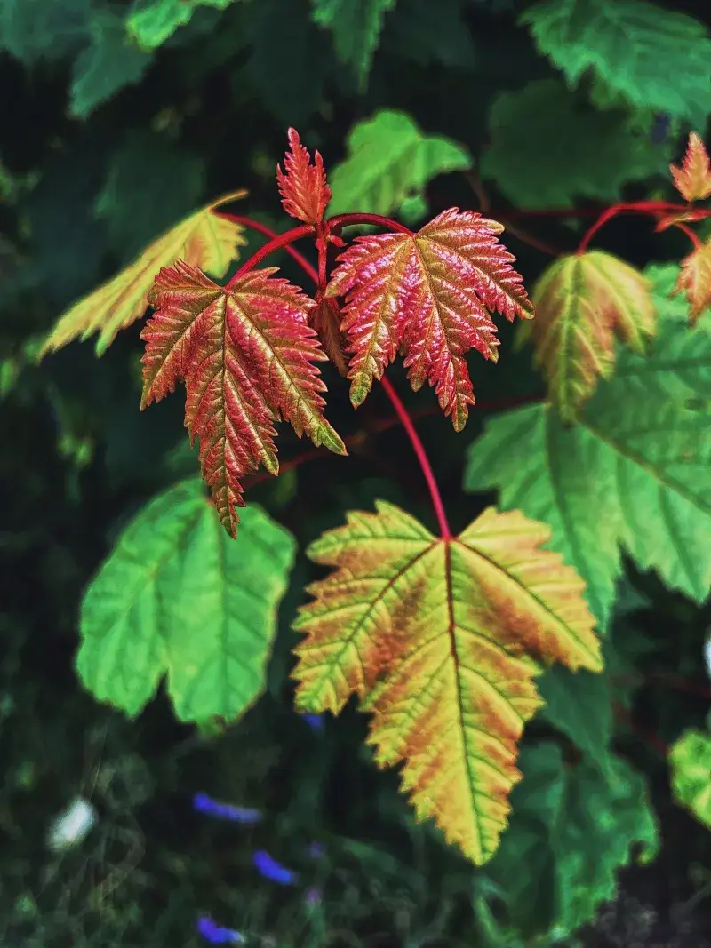 Detailed view of colorful maple leaves showcasing natural beauty in Armstrong, BC.