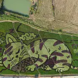 
			Granjero tailandés transforma campos de arroz en impresionantes obras de arte (FOTOS)		