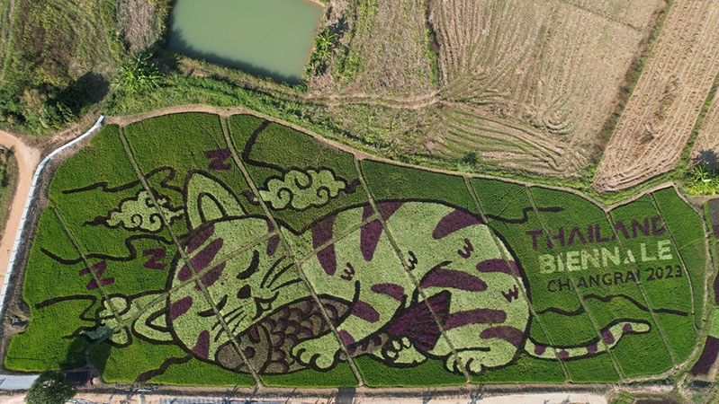 Granjero tailandés transforma campos de arroz en impresionantes obras de arte (FOTOS)