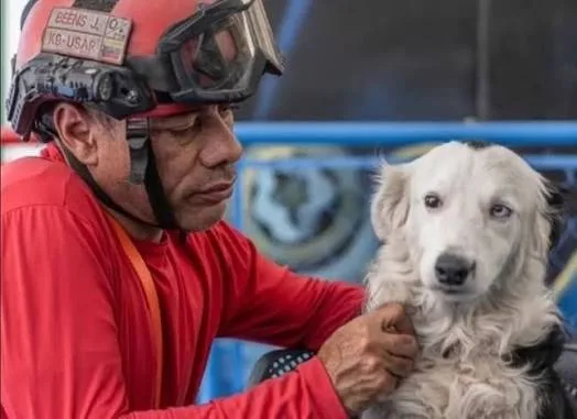 Tsunami y Jorge, héroes del rescate, buscan nuevo hogar