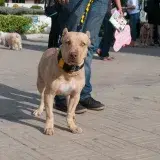 File:Caminata por los perros y animales Maracaibo 2012 (33).jpg