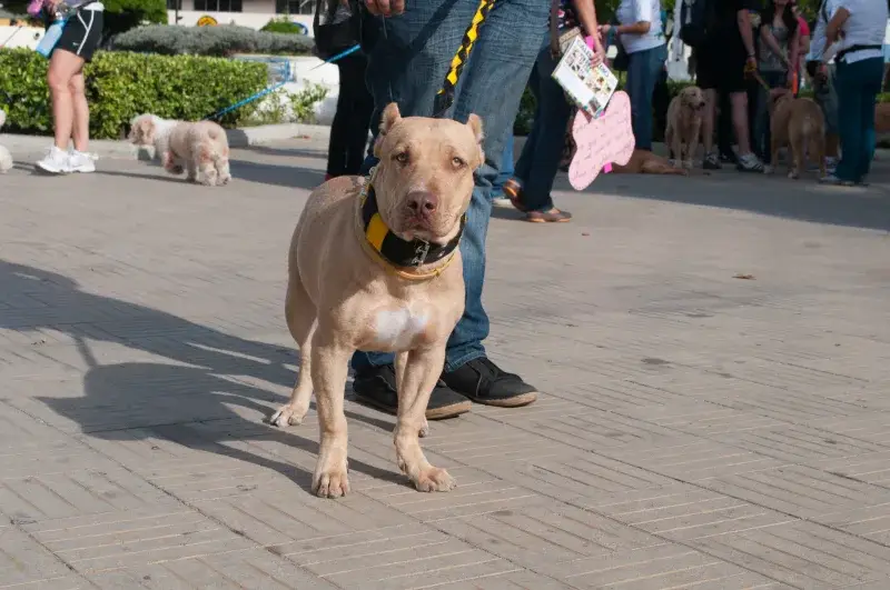 File:Caminata por los perros y animales Maracaibo 2012 (33).jpg