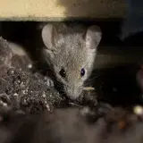 Julio Castro ve improbable un brote masivo de Hantavirus