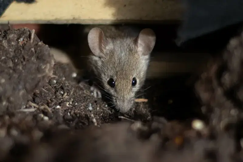 Julio Castro ve improbable un brote masivo de Hantavirus
