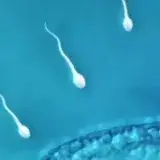 Frutos secos mejoran la fertilidad masculina según un estudio