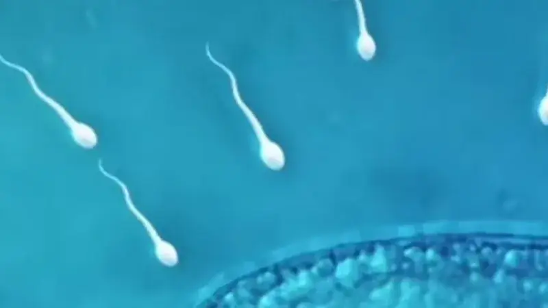Frutos secos mejoran la fertilidad masculina según un estudio