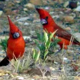 File:CARDENALES PAREJA ABRIL 2014 (cropped).jpg