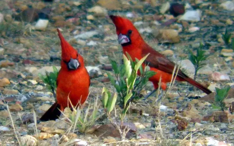 File:CARDENALES PAREJA ABRIL 2014 (cropped).jpg
