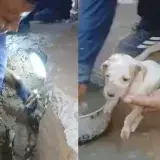 Bomberos liberan a dos cachorros atrapados en tubería de Maracaibo