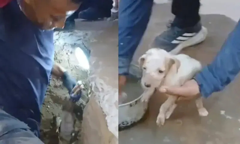 Bomberos liberan a dos cachorros atrapados en tubería de Maracaibo