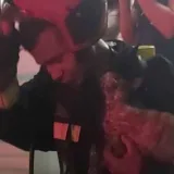 Gato sobrevive a incendio de apartamento en Tierra Negra