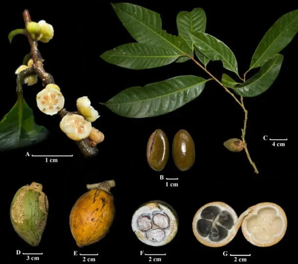Descubren una nueva especie de árbol en Colombia
