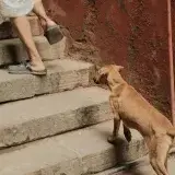 Centros en Caracas y La Guaira ofrecen atención veterinaria gratis tras los sismos
