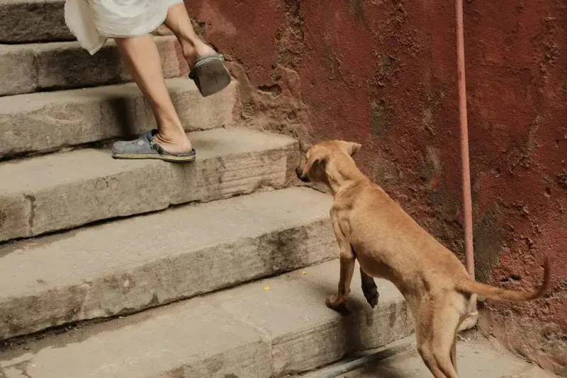 Centros en Caracas y La Guaira ofrecen atención veterinaria gratis tras los sismos