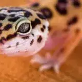 Gecko 'Lemon Frost' podría ser clave para combatir el cáncer