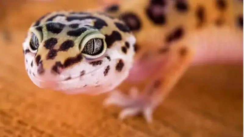 Gecko 'Lemon Frost' podría ser clave para combatir el cáncer