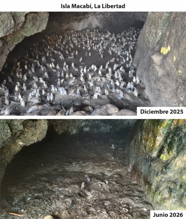 Aves de Latinoamérica enfrentan crisis por virus y factores climáticos