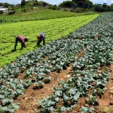 Trabajan en la consolidación de vías agropecuarias en el Zulia