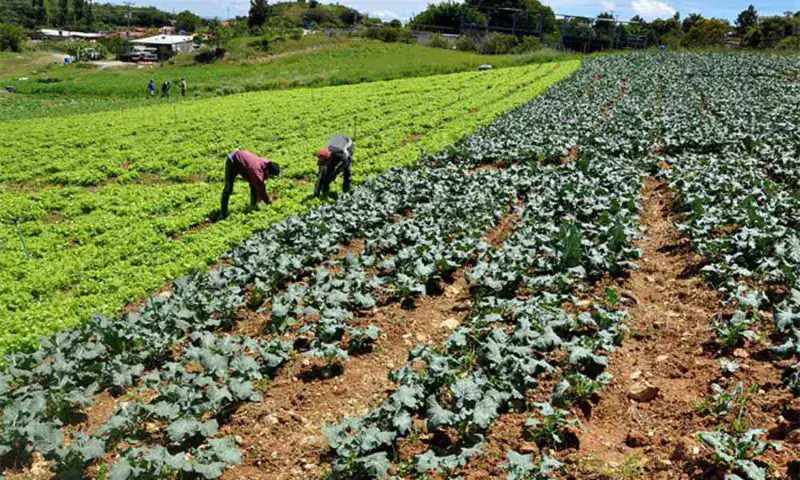 Trabajan en la consolidación de vías agropecuarias en el Zulia