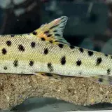 
			Avistan a un barbo leopardo, una especia de pez casi extinta		