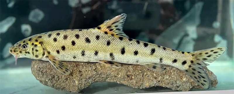 Avistan a un barbo leopardo, una especia de pez casi extinta
