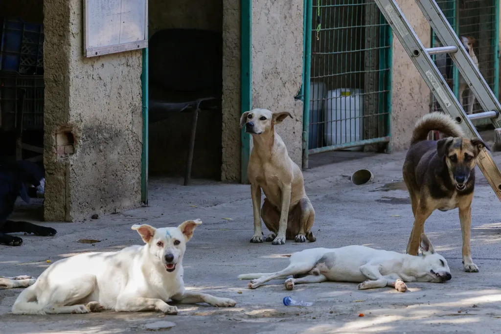 Mascotas también quedan atrapadas tras los sismos en Venezuela