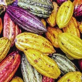 Cocoa extract supplement found to have benefits for cognition in older adults