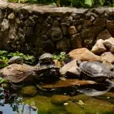 A serene scene of tortoises basking by a pond in a garden setting, Mérida, Venezuela.